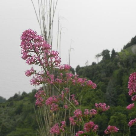 Ca Gialla De Drignana Vernazza Kültér fotó